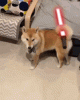 1000039557.gif