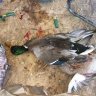 Dead Ducks