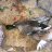 Dead Ducks