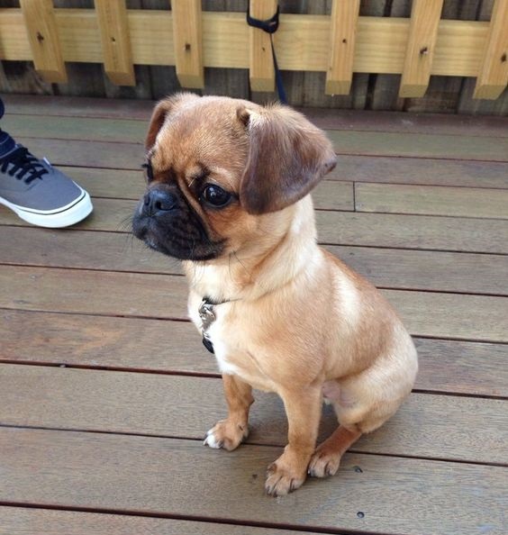 Pug-German-Shepherd-Mix-Puppy.jpg