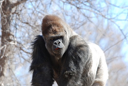 silverback.jpg