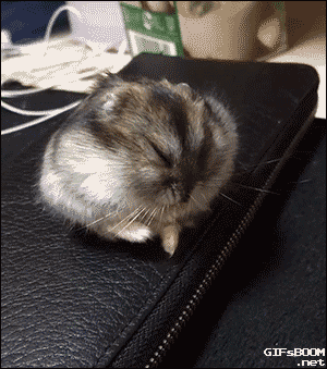 lgpRa5x.gif