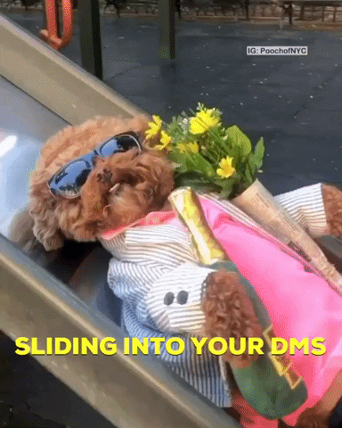 giphy.gif