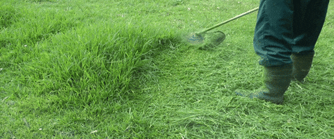 giphy.gif